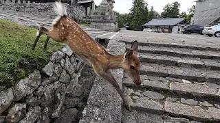 ほんの少しだけ気温の下がった奈良公園と鹿さん