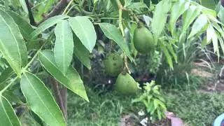 My June Plum Tree Grow In A Pot With Lots Of Fruits June 2021