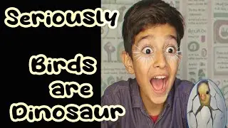 Did You Know Your Pet Birds Are Dinosaur #Dinosaurs #Evolution #chicken #birds #parrot #wildlife