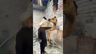 Katne laga tha😨💀 #ytshorts #dangerous #camel #viralshort #animals #qurbani #farm