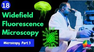 Widefield Fluorescence Microscopy Explained | Principle, Applications & Limitations