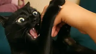 HOW TO KEEP ANY CAT HAPPY | CAT PARENTING TIP | VLOG 2