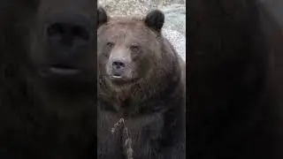 Grizzly Bear vs Lion: Whose Bite Is Actually Deadlier? #viral #discovery #lions #wildlife