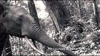 How will tropical mammals react to rising temperatures?