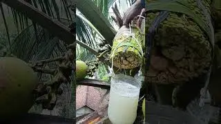 harvesting coconut sap🌴🌴#agriculture #farming #rurallife #satisfying