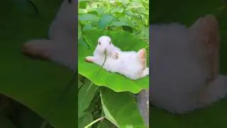 Rabbit's Lotus Pond: Chewing Summer's Poetry, Not Just Grass#summermix editation #rabbit #nature