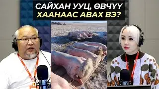 Элдэв шипи | 2026-01-19 | Сайхан ууц, өвчүү хаанаас авах вэ?