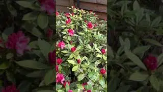 Beautiful Red Rhododendron #Shorts