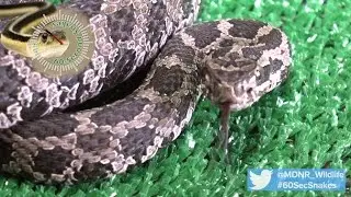 60-Second Snakes: The Eastern Massasauga Rattlesnake