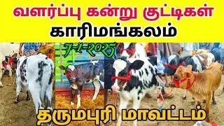 7-1-2025 வளர்ப்பு கன்று குட்டிகள் விற்பனை karimangalam cow market Dharmapuri district