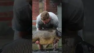 Best carp in the Uk 🇬🇧 🎥 New Video Coming Soon 🍿 #fishing #london