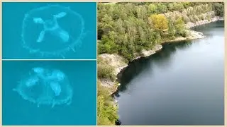 V&Yacute;KLEKY - zatopen&yacute; lom / MED&Uacute;ZKA SLADKOVODN&Iacute; / Freshwater jelly / v&yacute;lety po Česku
