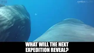 Sperm Whale Hunting Giant Squid