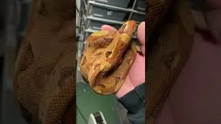 Hypo aztec boa imperator #snake #amazing #reptiles #animal #pets #animals