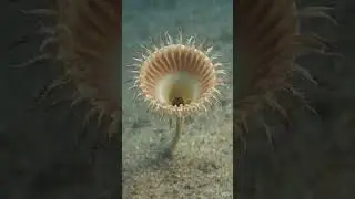 This Doesn&rsquo;t Even Look Like an Animal #ExtinctAnimals #AncientLife #Paleontology #ScienceMystery