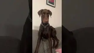 @arlowhines: Плохая собака 😂 #собака #видеоссобаками