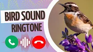 Bird Sound - Love to hear birds singing? This ringtone is for you!