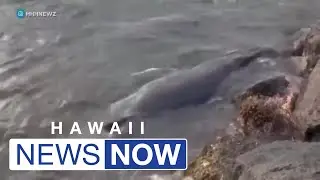 Expert warns the dangers of disturbing distressed animals after woman recorded sparks outrage