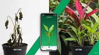 Flora Scan: AI Plant Identifier & Complete Care Guide App