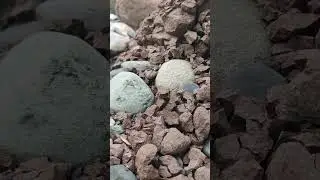 Soil formation from stone #viralvideo #ytshortsvideo #natureexplorer #naturalbeauty #vlogs