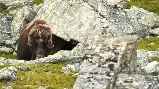 Musk-ox female coming out from her cave.
