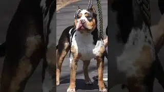 Slow motion is better than no motion. ￼#americanbully #xlbully #dogs #fyp