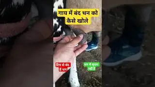 Teat obstruction in cow ! Teat stenosis ! 100% correct treatment for blocked udder in cow/buffalo...