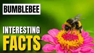 Amazing facts of Bumblebee | Interesting Facts | The Beast World