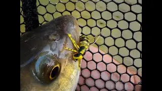 Körösi Polidarázs (foam wasp) - műlégykötés