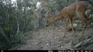 Genetkat en andere dieren Pyrenee&euml;n 2024 -  La Genette - Common Genet - Genetta