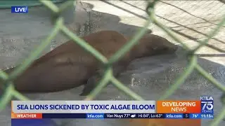 Sea lions sickened by suspected toxic algae bloom