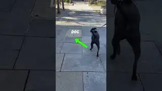 Gumbo's Purple Belt Test