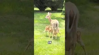 Pregnant deer stops passersby to ask for delivery #shorts #animals #deer #health #friendship
