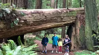 Cheatham Grove - Return of the Jedi