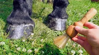 ✦ Making a brush from horsehair! ✦