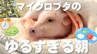 【Morning Routine】同じことしかしない、マイクロブタの朝のルーティン