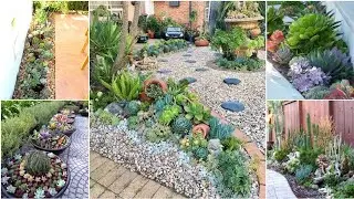 Succulent Plants for Outdoor Garden Ideas