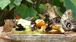The Enchanting World of Glasswing Butterflies