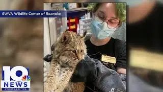 Baby bobcat rescue