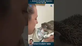 🐾 Animal&rsquo;s Dramatic Reaction at the Vet 😂 | Funniest Pets 2025 | Discovery Mix