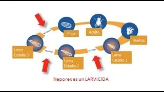 NEPOREX - Larvicida para el control de moscas en instalaciones porcinas