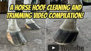 Video Compilation of cleaning, trimming and horse hoof restoration by a farrier! All in one place!