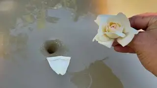 Amazing Water Vortex Experiments!? Whirlpool Hole vs White Roses.