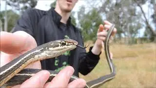 Herping California Part 11, The California Striped Racer