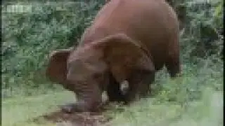 BBC: The Need for Salt - Elephant Cave