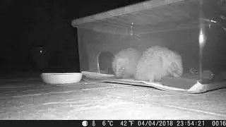 Scratchy and Snouty Getting Acquainted