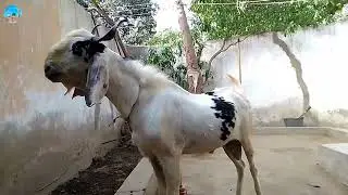 My Qurbani Goat🐐| Short Video | Islamic Naat Short Channel
