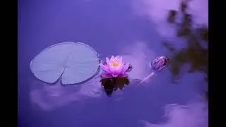 Guided Sleep Meditation - Compassion for others - English - Relaxation/Meditation