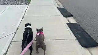 Happy International Dog Day!