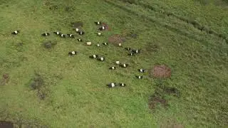 Belted Galloways, The Oreo Cookie Cow   Hancock, New Hampshire